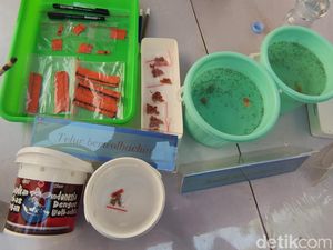 Sebar Nyamuk Wolbachia demi Berantas DBD Dipastikan Efektif, Ini Hasil Risetnya Sebar Nyamuk Wolbachia demi Berantas DBD Dipastikan Efektif, Ini Hasil Risetnya