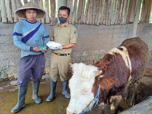 Banyuwangi Genjot Vaksin LSD pada Ternak Jelang Idul Adha Banyuwangi Genjot Vaksin LSD pada Ternak Jelang Idul Adha