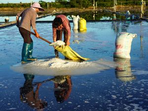 Potret Petani Memanen Garam di Leqing China Potret Petani Memanen Garam di Leqing China