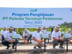 Hijaukan Area Pelabuhan, Pelindo Tanam 55 Ribu Bibit Mangrove di Surabaya