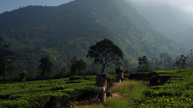Workers carries bags with tea leaves at Tambi Tea plantation, operated by PT Perkebunan Tambi, in Wonosobo regency, Central Java, Indonesia, on Saturday, May 27, 2023. Indonesia's central bank kept its benchmark interest rate unchanged for a fourth straight meeting, while saying it will focus on its primary objective of stabilizing the rupiah to keep imported inflation at bay. Photographer: Dimas Ardian/Bloomberg via Getty Images