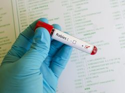 Sikka KLB Rabies, tapi Stok Vaksin Rabies Habis