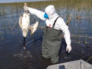 Belasan Angsa Leher Hitam Mati Akibat Flu Burung di Brasil