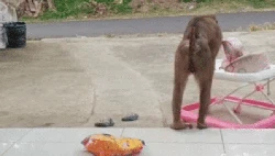 Beruk Raksasa Mondar-mandir Bikin Warga Sukabumi Ketakutan