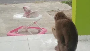 Beruk Raksasa Bikin Heboh Warga Satu Kampung di Sukabumi