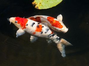 Ikan Koi Jadi Simbol Budaya di Jepang, Apa Boleh Dimakan?