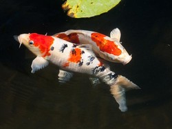 Ikan Koi Jadi Simbol Budaya di Jepang, Apa Boleh Dimakan?