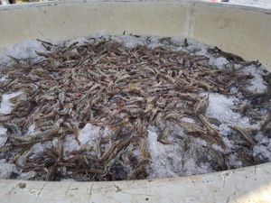 Jumlah Produksi Udang Vaname di Babel Meningkat, Tapi Harga Turun