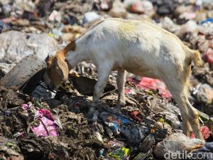Waduh! Kambing Ternak Makan Sampah di TPA Cipayung