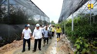 Wujud Nyata 52 Ribu Bibit Pohon Hayat buat Bikin Adem Tol di IKN