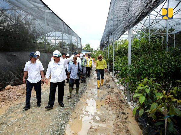 Wujud Nyata 52 Ribu Bibit Pohon Hayat buat Bikin Adem Tol di IKN