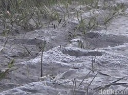 Fenomena Salju di Pasir Kaldera Bromo, Simak Penjelasannya