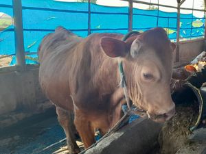 Ilmu Baru yang Didapat Peternak Cirebon Lewat Program Petani Milenial