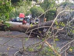 Pohon Raksasa Tumbang di Karangasem, Jalan Macet 2 Kilometer