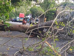 Pohon Raksasa Tumbang di Karangasem, Jalan Macet 2 Kilometer Pohon Raksasa Tumbang di Karangasem, Jalan Macet 2 Kilometer