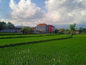 445 Hektare Sawah di Karangasem Terancam Alih Fungsi