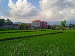 445 Hektare Sawah di Karangasem Terancam Alih Fungsi