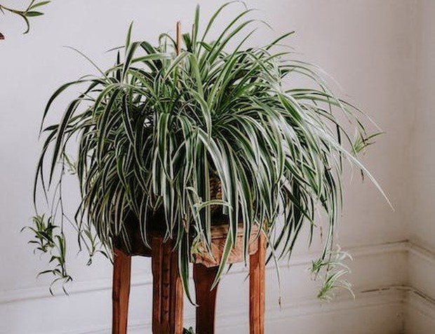 Tanaman hias dapat menyaring udara dalam ruangan