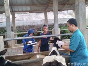 Pemkot Depok Gelar Vaksinasi Hewan Ternak, Cegah Penyebaran Virus LSD