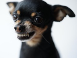 DKI Turut Waspadai Rabies, Gigitan Hewan Penular Meningkat di 2023