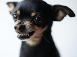 DKI Turut Waspadai Rabies, Gigitan Hewan Penular Meningkat di 2023 DKI Turut Waspadai Rabies, Gigitan Hewan Penular Meningkat di 2023