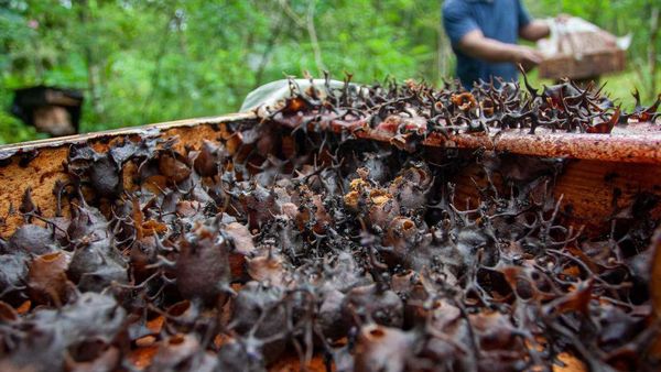 Budi Daya Lebah Madu Klanceng di Pekarangan Rumah