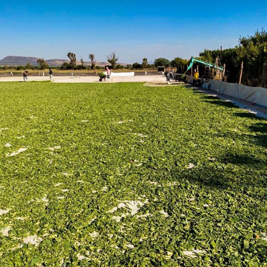 Pengeringan kaktus yang sudah dihancurkan