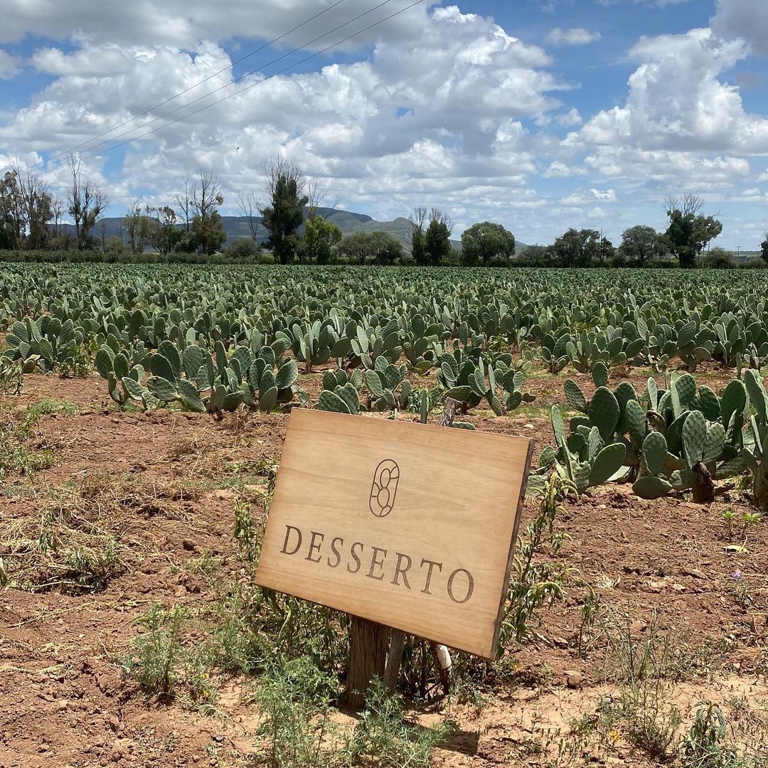 Perkebunan kaktus Desserto