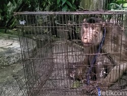 Beruk Raksasa Peneror Warga Sukabumi Berakhir di Kandang Besi