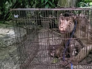 Beruk Raksasa Peneror Warga Sukabumi Berakhir di Kandang Besi Beruk Raksasa Peneror Warga Sukabumi Berakhir di Kandang Besi