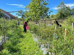 Tekan Inflasi, Pemkab Aceh Besar Sulap Pekarangan Kantor jadi Lahan Pertanian