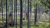 Merasakan Kesejukan Hutan Kota Pakansari Bogor