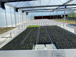 Hadapi El Nino, Kementan Siapkan Langkah Amankan Stok-Harga Hortikultura