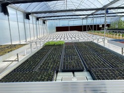 Hadapi El Nino, Kementan Siapkan Langkah Amankan Stok-Harga Hortikultura