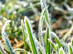 Giliran Tumbuhan di Kawasan Ijen Bondowoso Diselimuti Salju