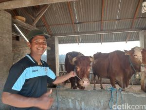 Peternak Blitar Antisipasi Penyakit LSD Jelang Idul Adha: Dijamoni Biar Sehat!