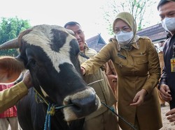 Jurus Purwakarta Halau Penyebaran LSD ke Hewan Ternak