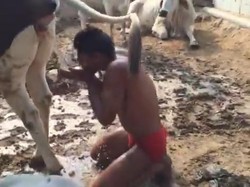 Ngaku Doyan Minum Urin Sapi, Binaragawan Ini Dikritik Tajam