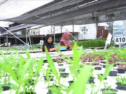 Pasutri Lamongan Sukses Tanam Hidroponik Bermodal Coba-coba
