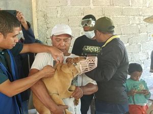 576 Orang Digigit Anjing Rabies di TTS, Dua Bocah Kritis