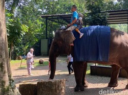 Berkenalan Lebih Dekat dengan 2 Gajah Koleksi Kebun Binatang Bandung