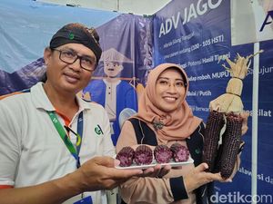 Unik! Ada Jagung Ungu Rasa Ketan Hitam di Jogja Agro Park Kulon Progo Unik! Ada Jagung Ungu Rasa Ketan Hitam di Jogja Agro Park Kulon Progo