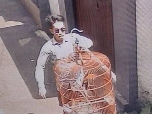 Viral Pria Berkacamata Curi Burung Murai Batu Rp 20 Juta di Jaksel