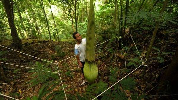 Jelang Mekar, Bunga Bangkai Raksasa di Bengkulu Dijaga Ketat