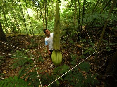 Jelang Mekar, Bunga Bangkai Raksasa di Bengkulu Dijaga Ketat