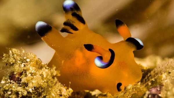 Potret Pokemon di Laut, Si Lucu yang Simpan Racun