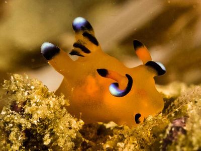 Potret Pokemon di Laut, Si Lucu yang Simpan Racun