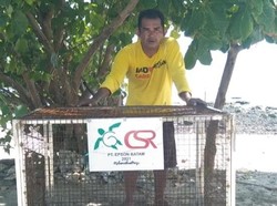 Cerita Bujang Menyelamatkan Penyu di Batam