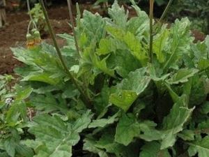 Manfaat Daun Dewa Untuk Kesehatan Tubuh, Dapat Mengobati Kanker!