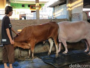 Peternak Sapi di Surabaya Banjir Permintaan Hewan Kurban Jelang Idul Adha